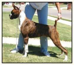 CH Marburl's Comanchero