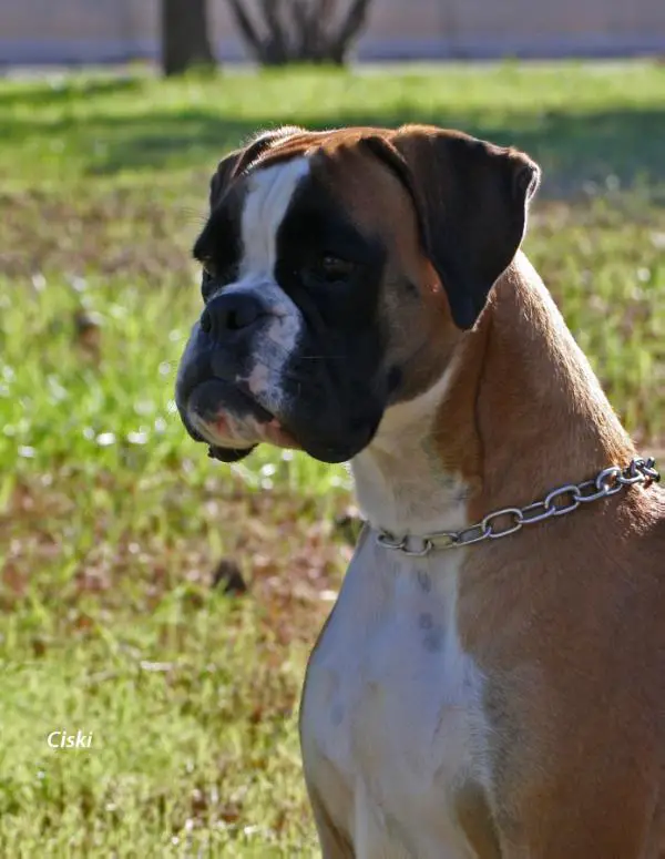 CH (MULTI) Alanis (2012) LOI 12/112812