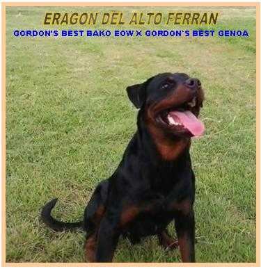 Eragon del alto ferrán