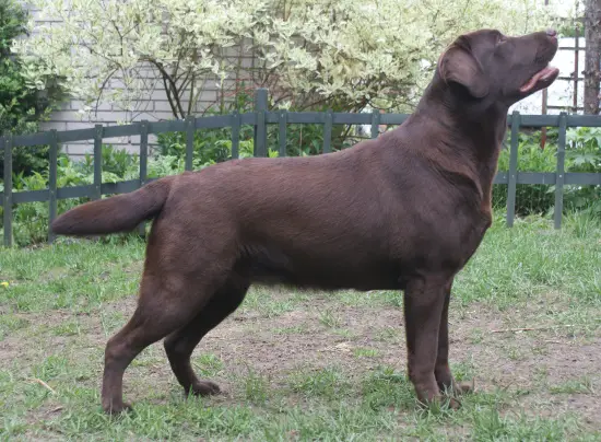 Sue Od Himalajskeho Сedru