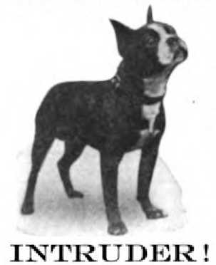 Intruder (1915) AKC 214697