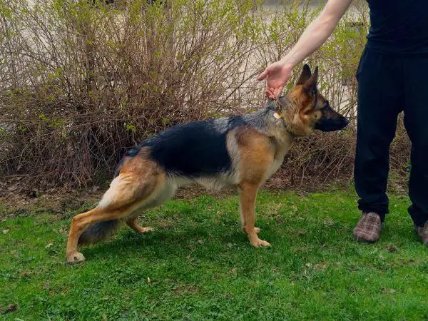 EH Kuohun Ehdoton Tuomio