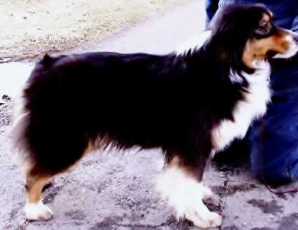 TD-ROM Keepsake She's A Hoot