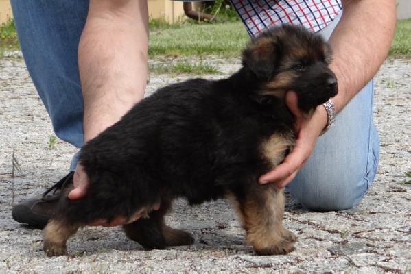 SG Thalia Asarko Lordana