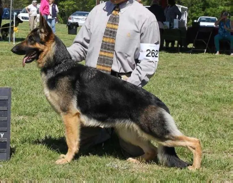 CH Breal-Jogra's Sabryna