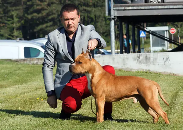 Franstal'S zlatibor dacha'S master