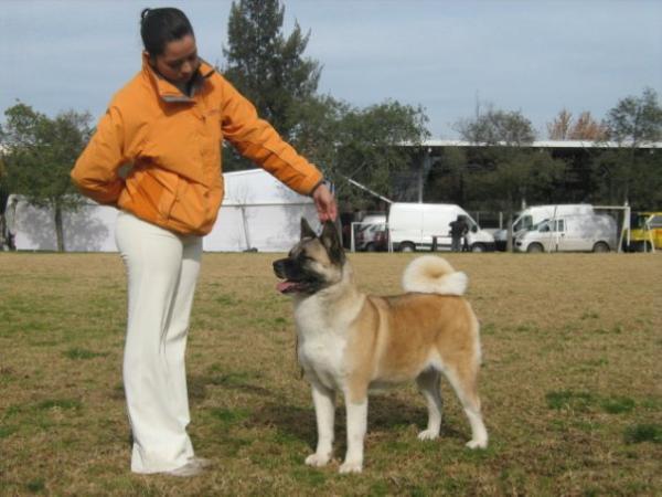 CHI GCH Mikami Von Dabuso