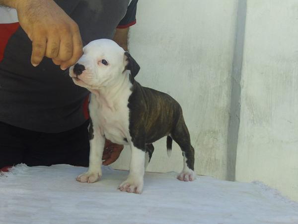 Baronesa GJ do American Lopes