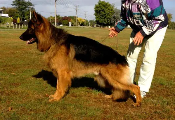 NZ CHAMPION - 2015 Junior GSD Long Coat of the Year - HOBBY vom VOLKERSON