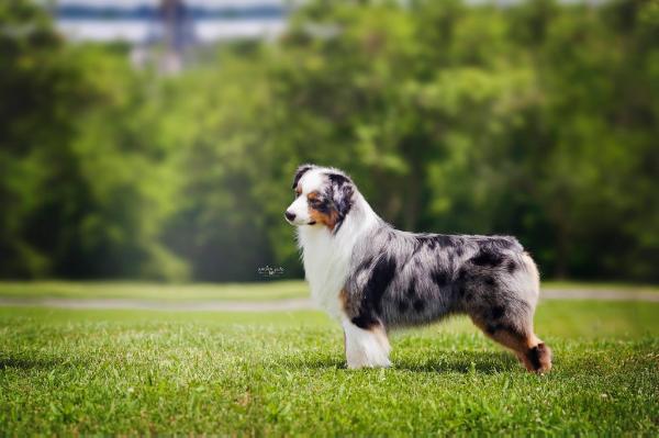 GCH CH Graffiti McMatt Shook Me @ Lookouttrail