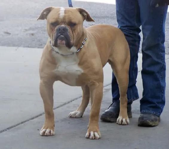 SABK's King Bruiser Bo of Brick's(AmericanBulldog)