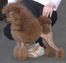 Anjutiny Glazki iz Doliny Grez