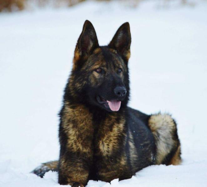 Jezabel od Hradcanskeho rybnika