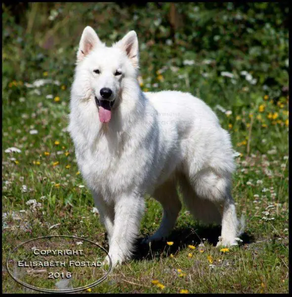 AD BH NUCH Jethro of Trebons Berger Blanc