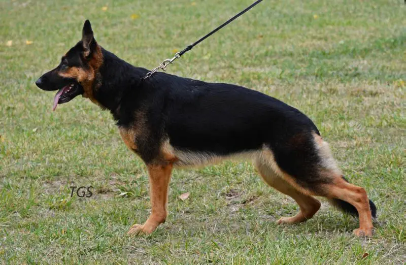 Huracaan vom Theishof