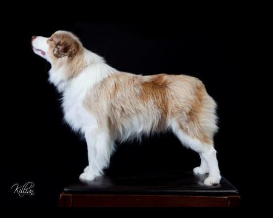 Alta Chase N the Cash