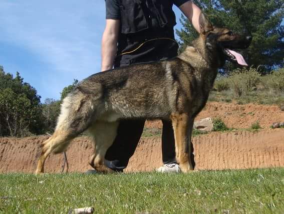 Chewbacca Van De Verpihoeve