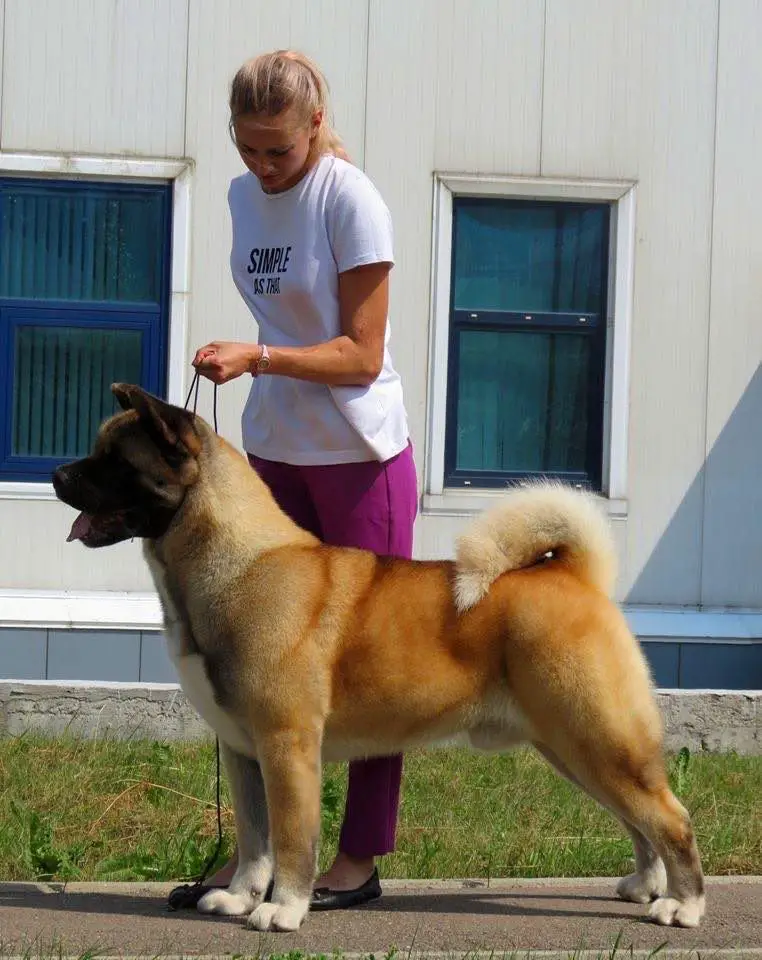 RUS/RKF CH Reachy Action Vasco Da Gama