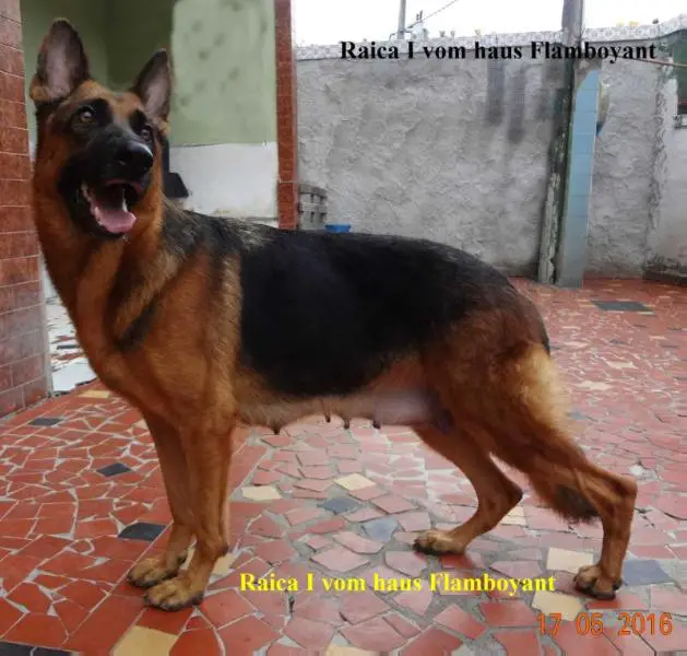 Raica I Vom Haus Flamboyant