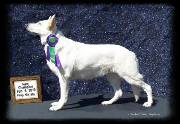 UKC CH Foxhunts Proud Tobe From Dixie