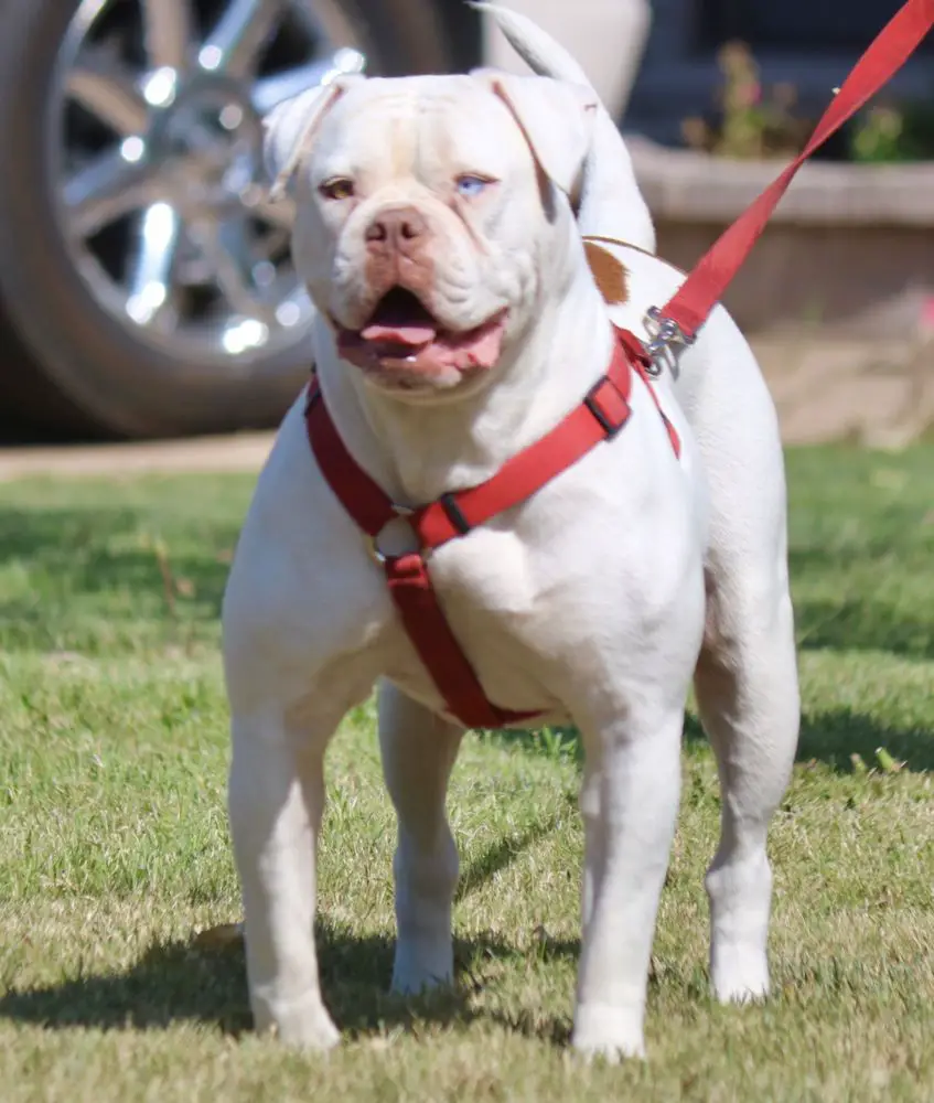 Koncrete Jungle Kennel's Krenshaw