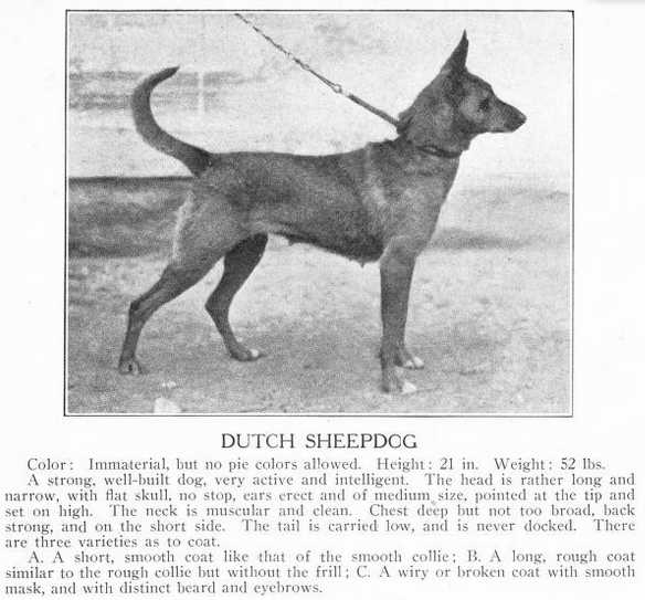(Dutch Shepherd)