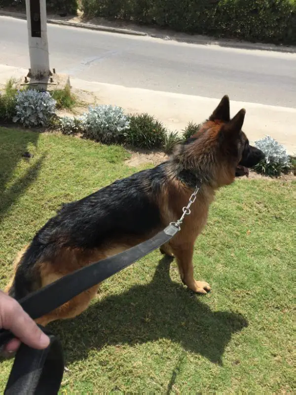 Kovagoeri juhasz tedy