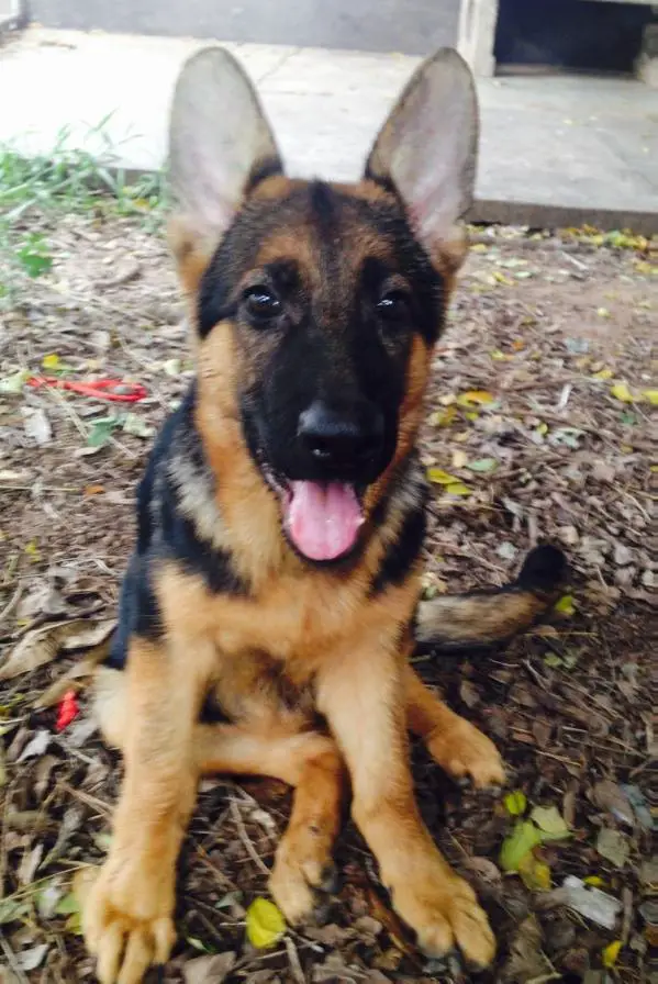 Auska Vom Bangkruai kennel