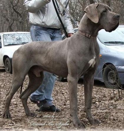CH Rom,Ser, CAC, CACIB, BOB V.I.P. Von Gigantic Blau
