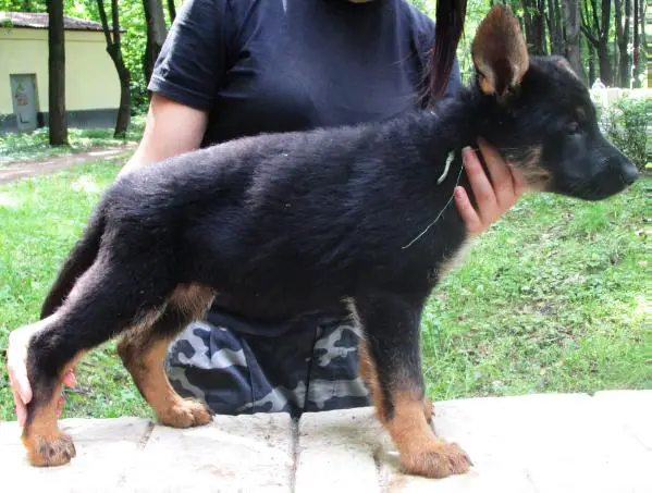 Tayga Rayvel (Police dog)