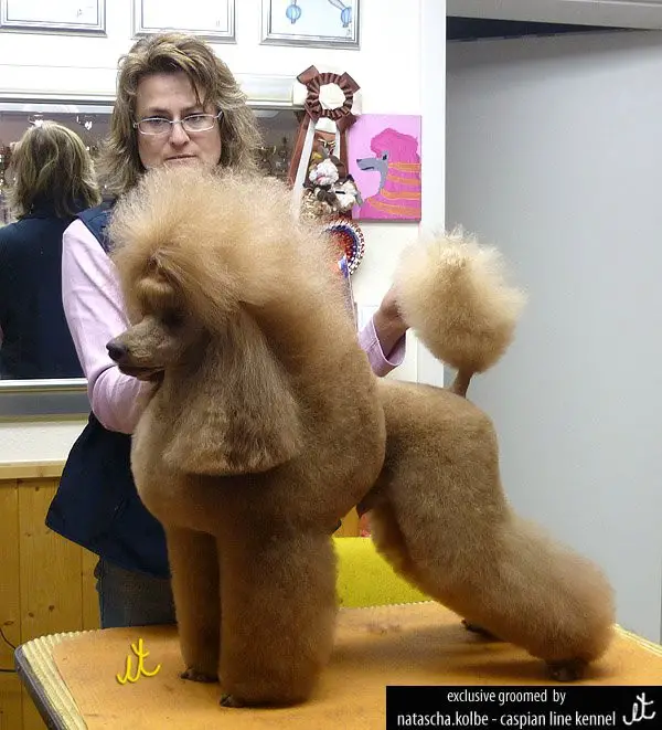 Shantyman's Charme von der Golden Venus