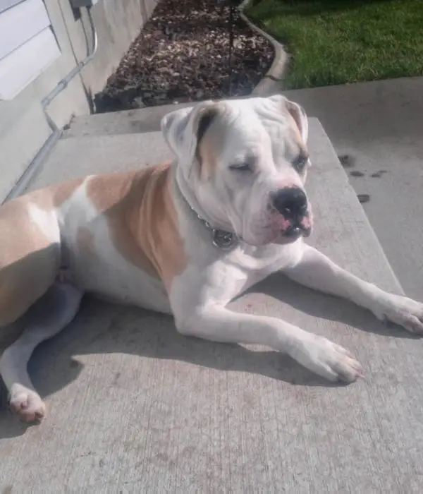 Queen Land Foxy Roxy