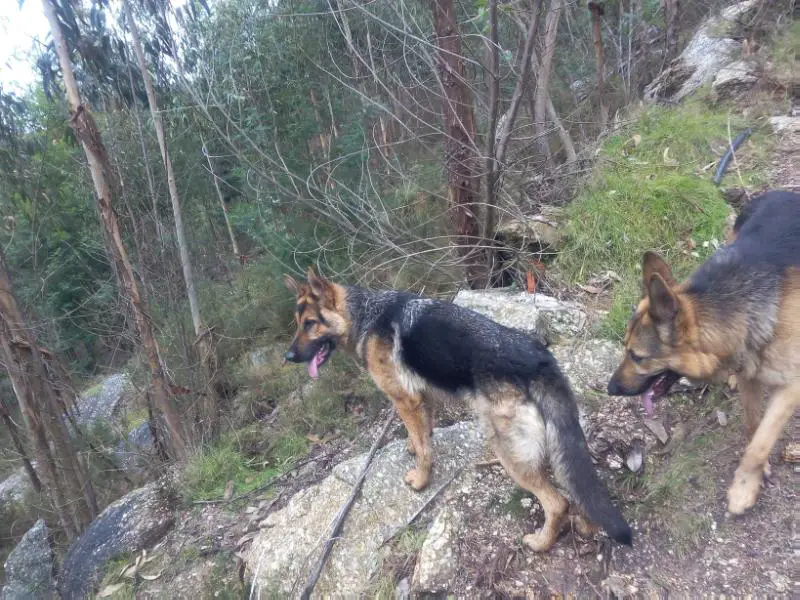 Chanel-Iv (mondragon)