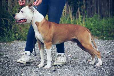 Immortal Soldiers Der Graf