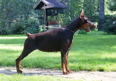 2ХCACIB, MULTI-BOB, Prİde of russİa rumba