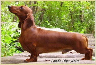 EDS Veteran winner, RoCh ,CIB, Panda Diva Noire