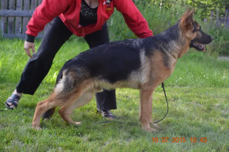 Platinumshepherd Iceman