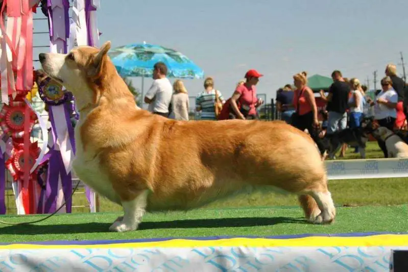 Ch UA, Mol, Bul ОRDEN KELTOV BRILLIANCE IN RED