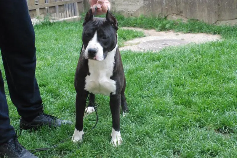 Kira Taurunum Angels