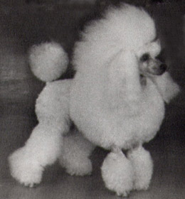 Sporrens Just for Money