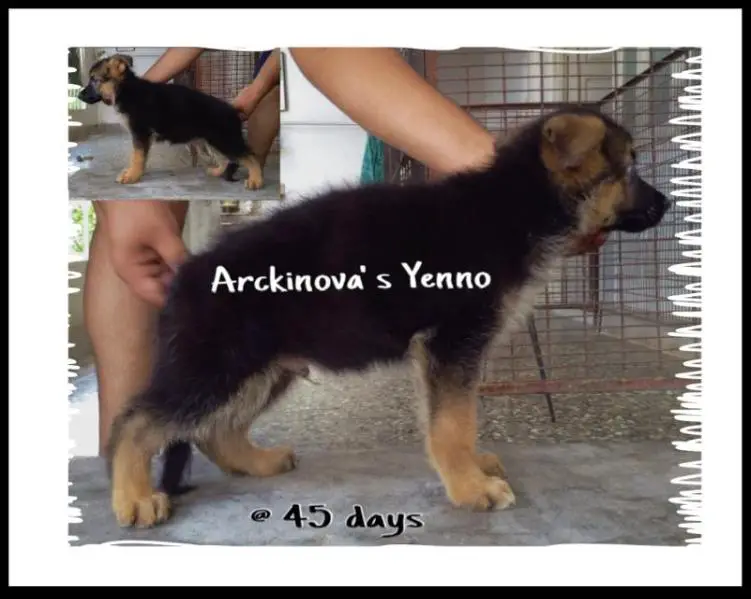 Arckinova' s Yenno
