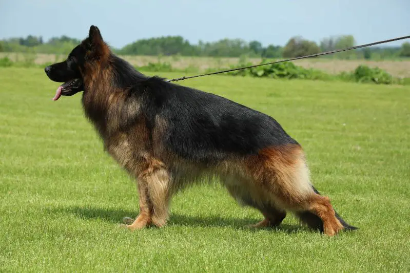 2X VA1 ROZ vom Wofenhaus