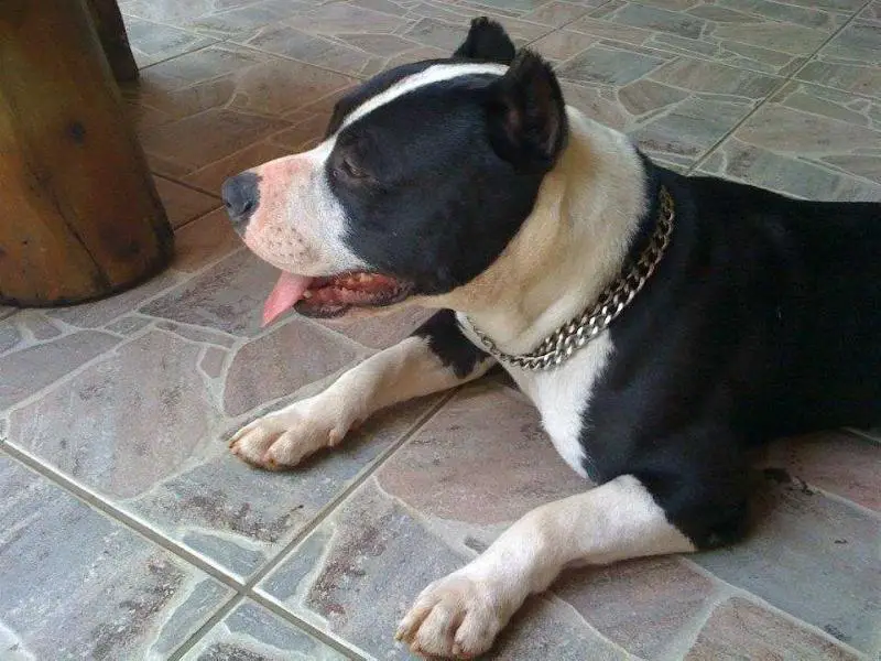 Duke Molosso di Jeriva