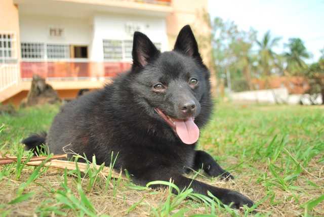 raste li schipperke velika