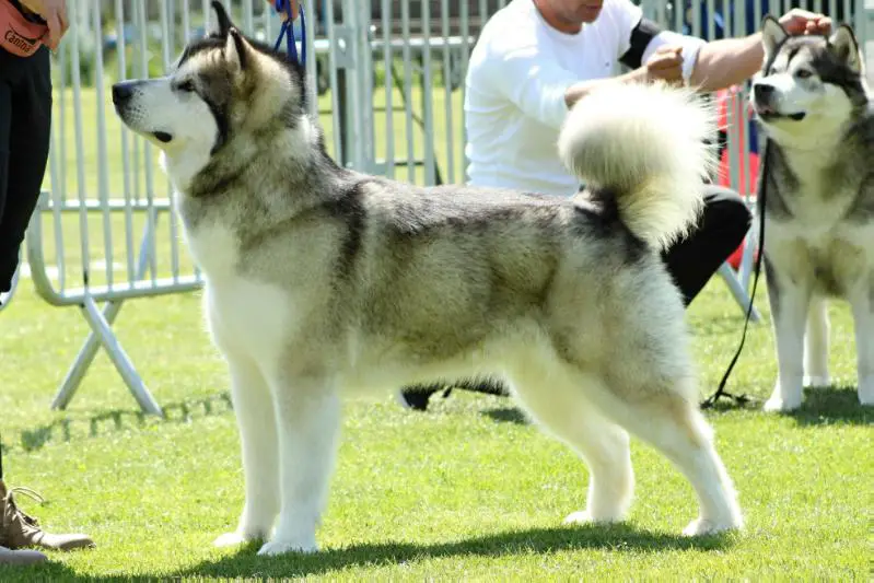 CHCZ,JCHCZ,ClubJCH,Club CH,CH CMKU,Club Winner Spark Ice of Navarama Mal