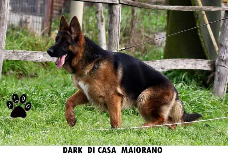 Dark di Casa Maiorano