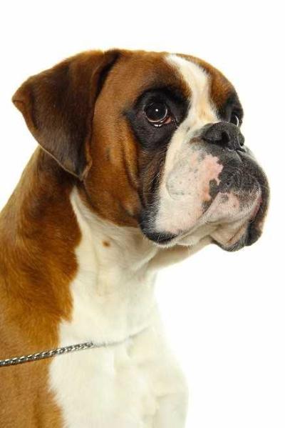 Godo von der Burg singidunum