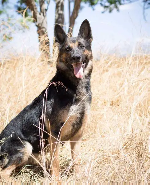 SG Joxsi vom Tim Thaler