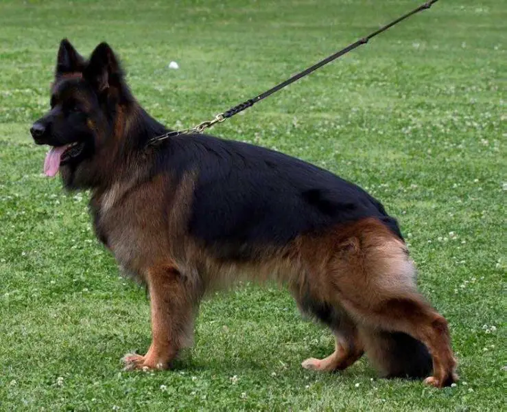 SG1 Argo di Villa Andrei