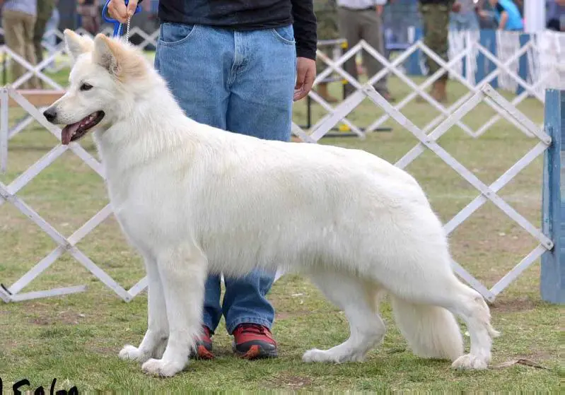 Joven Campeona Chilena Grace of Heaven vom Durbuscher Forst